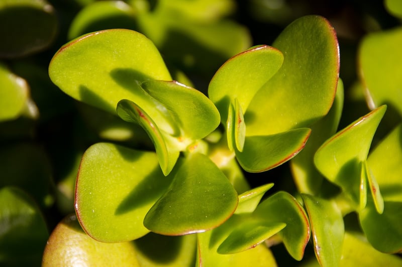 Jade Plant